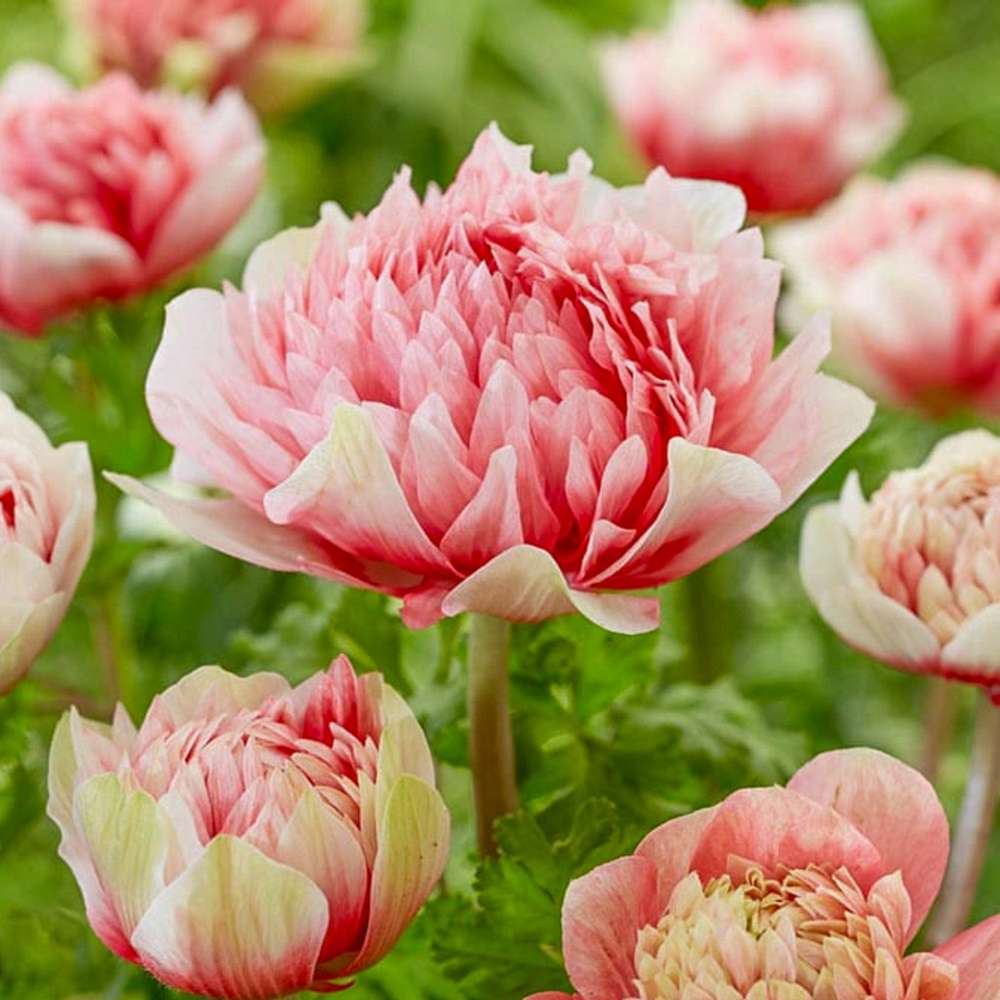 Anemone 'Fullstar Red & White'